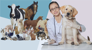 Quelles études faut-il faire pour devenir vétérinaire ?